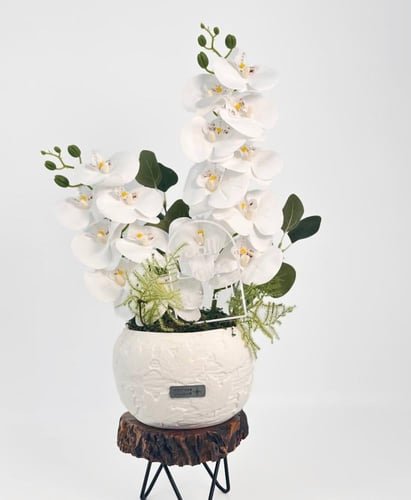 فازة توليبيوس جوريوس