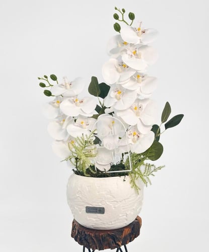 فازة توليبيوس جوريوس