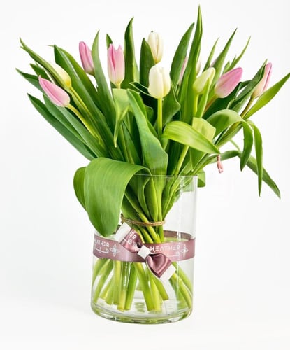 فازة التوليب