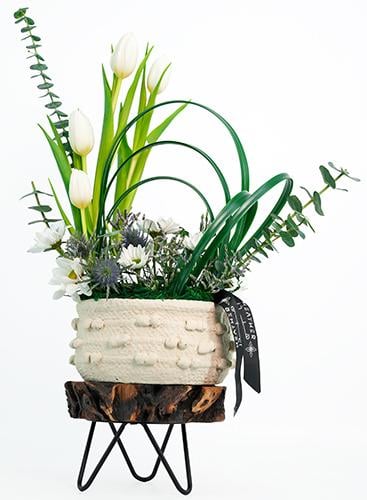 فازة التوليب التريجر