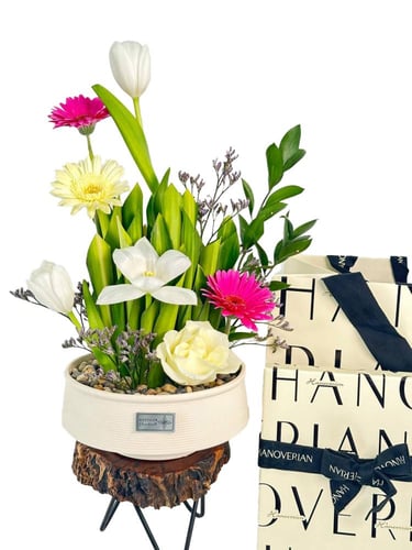 شوكولاته هنوفيرين | فازة سيرين سيركل