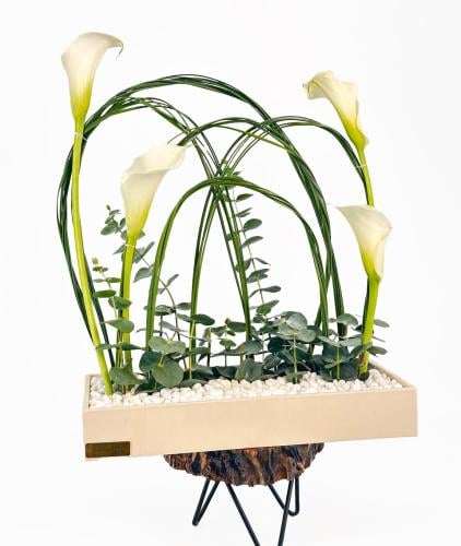 جرين إيليجانس