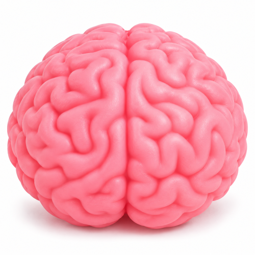 سكوشي المخ الناعم – SoftMart Brain