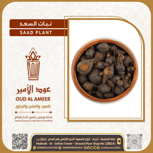 نبات السعد