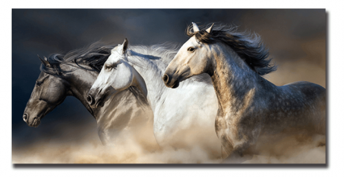 صورة للخيول العربية بدون إطار