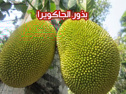 بذور الكاكايا