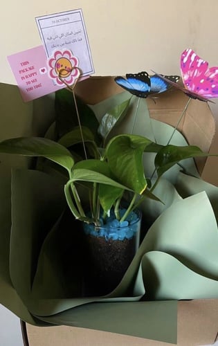 نبتة البوتس