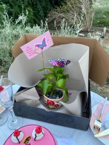 نبته البوتس