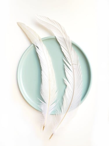 ريش طبيعي لألعاب القطط