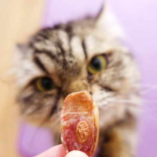 خصية غنم مجففة