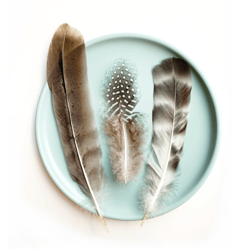 ريش طبيعي لألعاب القطط