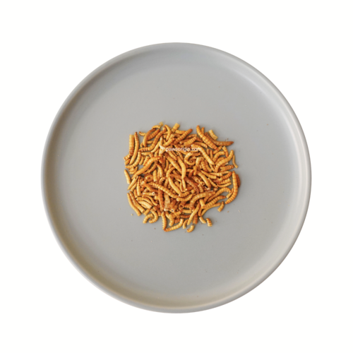 دود قبابي مجفف