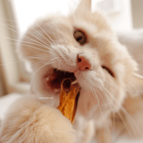 بلح بحر أخضر مجفف