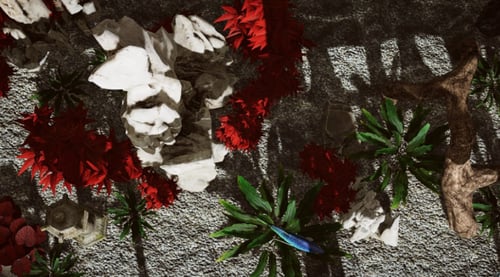 Aquarium in Cafe - XBOX