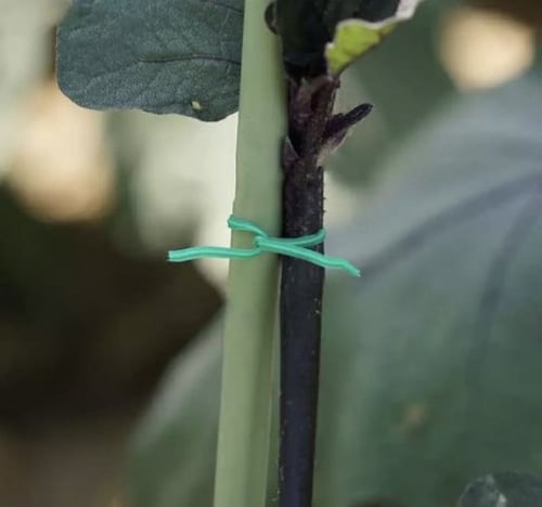 لفة رباط بلاستيك لربط الأزهارو النباتات 50 متر