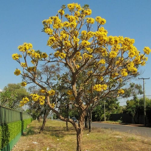 بذور شجرة التابوبيا الذهبية-ارجنتينا(Tabebuia aure...