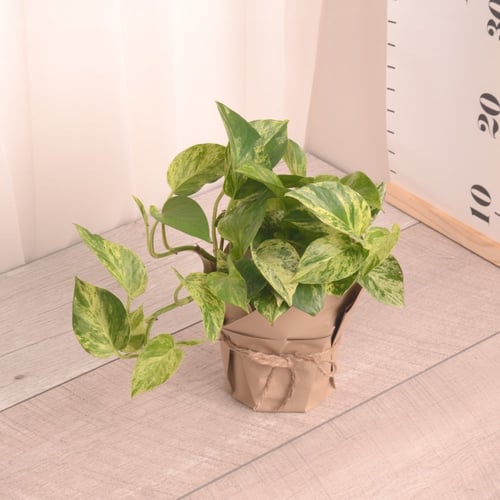 سكندابسس ماربل كوين (بوتس)