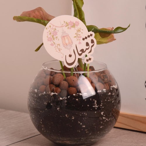 نبتة سنجونيوم وردي بوعاء زجاجي مع تاق العيد