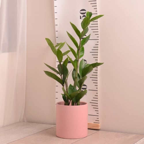 زاميا مع حوض سيراميك بألوان