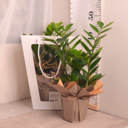 زاميا مغلفة هدايا العيد