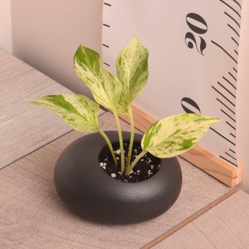 بوتس هولندي بوعاء تجذير أسود أنيق (هدايا العيد)