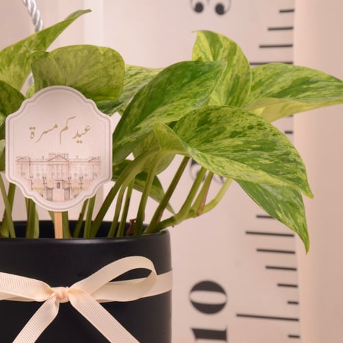 سكندابسس ماربل كوين( بوتس) مع حوض سيراميك ملون هدا...