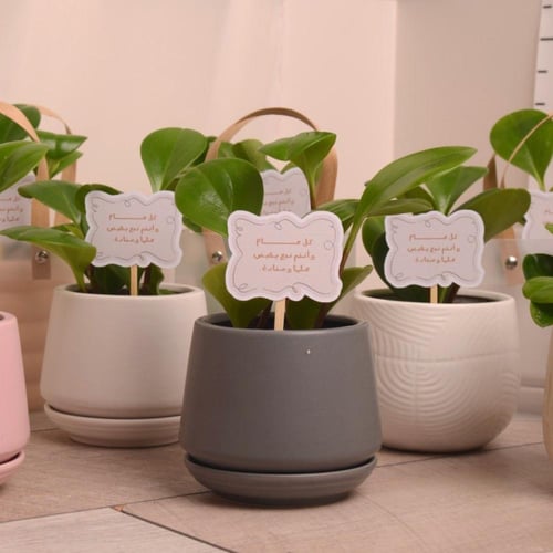 توزيعات ببروميا في وعاء سيراميك مع تغريسة العيد