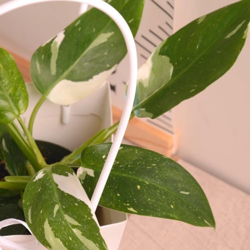 فيلودندرون وايت برنسس( هدايا العيد)