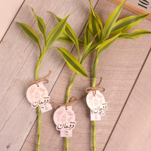 توزيعات ساق البامبو مع تاق القرقيعان والناصفة