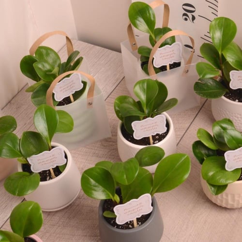 توزيعات ببروميا في وعاء سيراميك مع تغريسة العيد