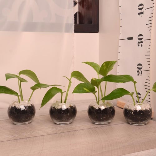 توزيعات بوتس في وعاء زجاجي بتربة