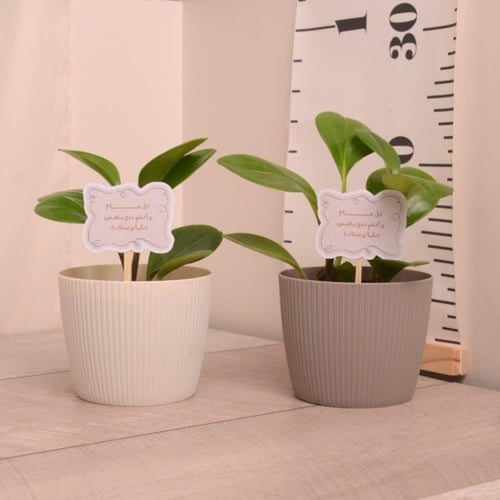 توزيعات بوتس أو ببروميا في وعاء بلاستيك منوع مع تغ...