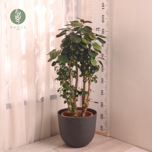 أراليا Polyscias balfouriana