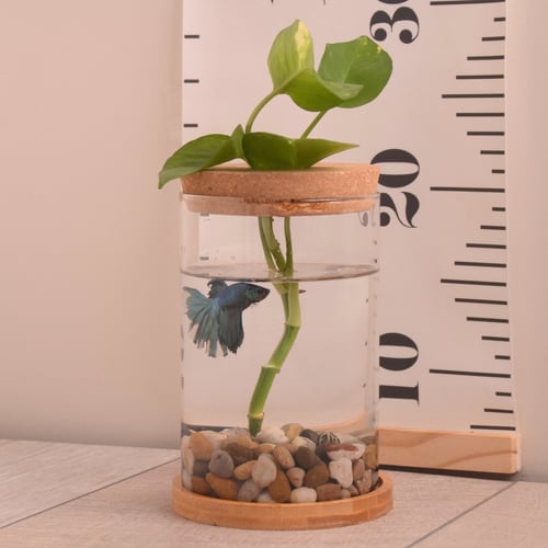 سمكة مع نبتة في وعاء زجاجي مع قاعدة خشبية وغطاء من...