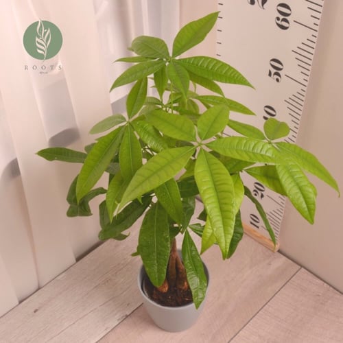 باشيرا أو شجرة المال Pachira aquatica