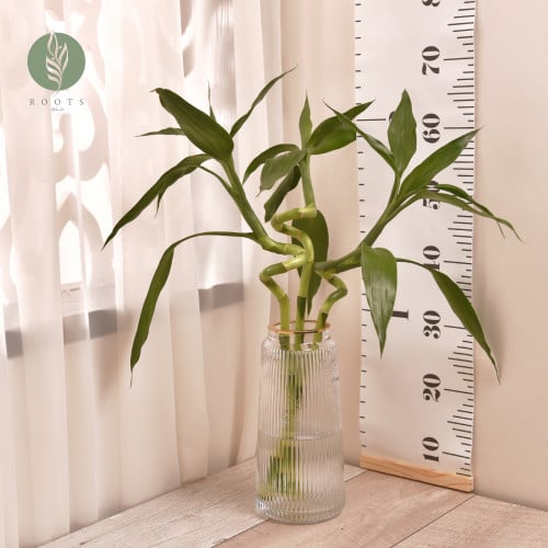 ساق البامبو وسط Bamboo (M)