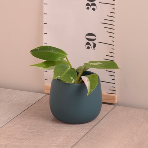 فيلودندرون وايت برنسس