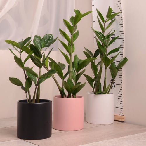 زاميا مع حوض سيراميك بألوان