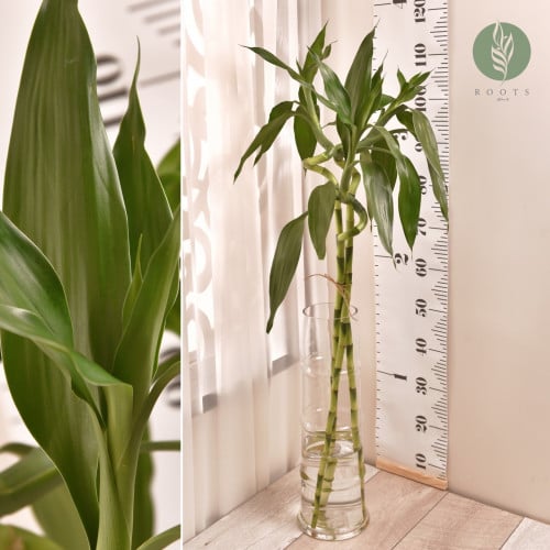 ساق البامبو كبير (L) Bamboo