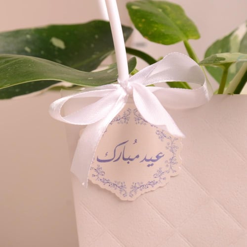 فيلودندرون وايت برنسس( هدايا العيد)