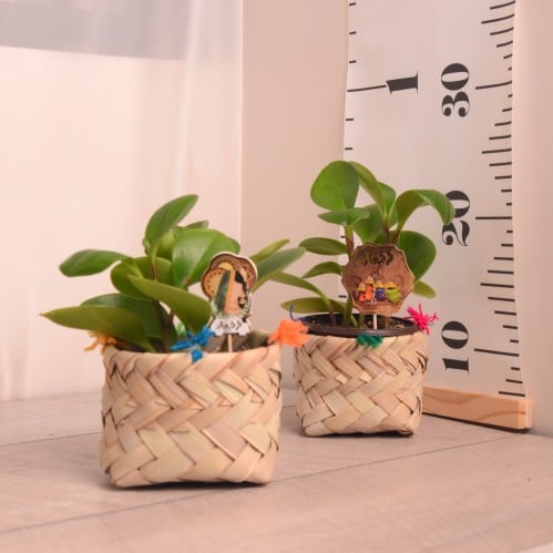 توزيعات نبتة البوتس أو الببروميا مع سلة خوص (قرقيع...