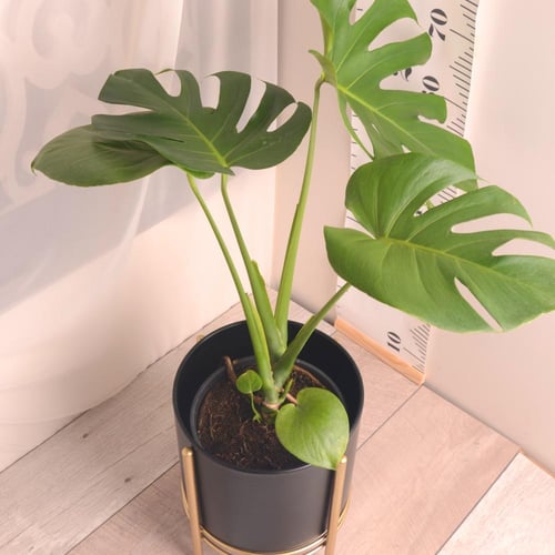 مونستيرا ديلسيوسا