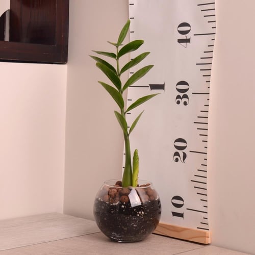 نبتة زاميا صغير بوعاء زجاجي