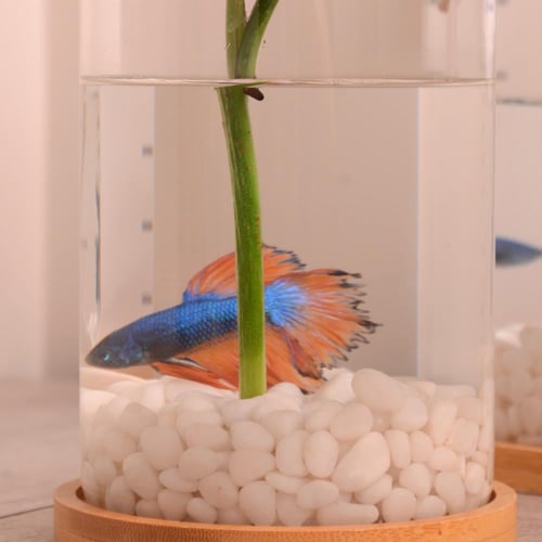 سمكة مع نبتة في وعاء زجاجي مع قاعدة خشبية وغطاء من...