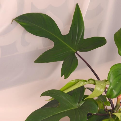 فيلودنردون