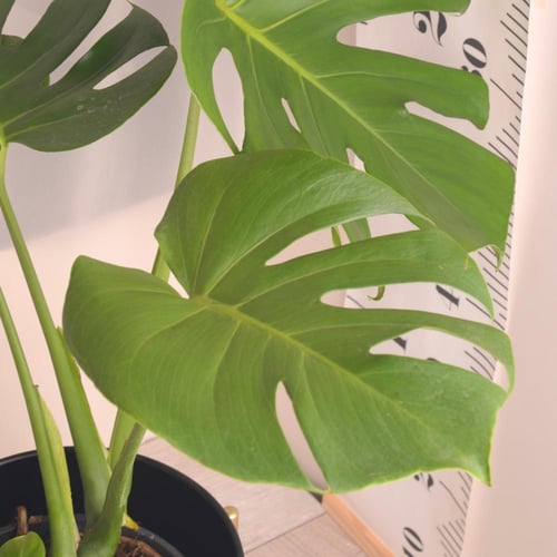 مونستيرا ديلسيوسا