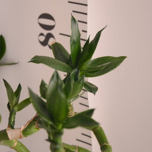 ساق البامبو وسط Bamboo (M)