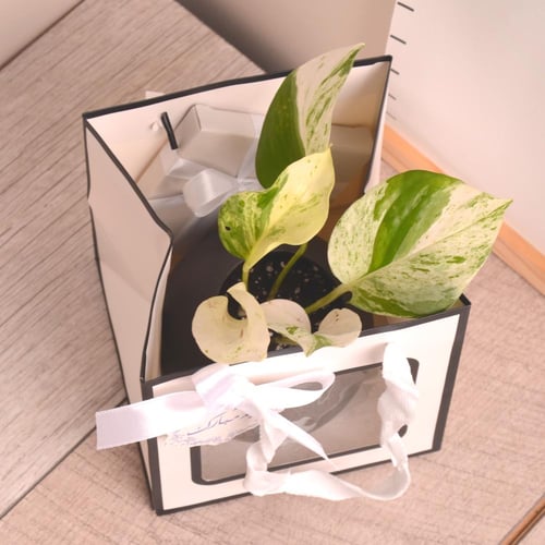 بوتس هولندي بوعاء تجذير أسود أنيق (هدايا العيد)