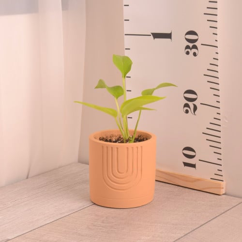 نبتة بوتس صغيرة مع حوض سيراميك مع تاق العيد