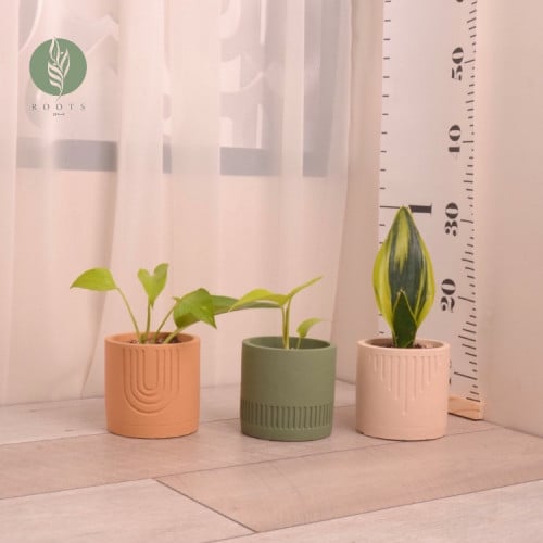 وعاء نباتات صغيرة